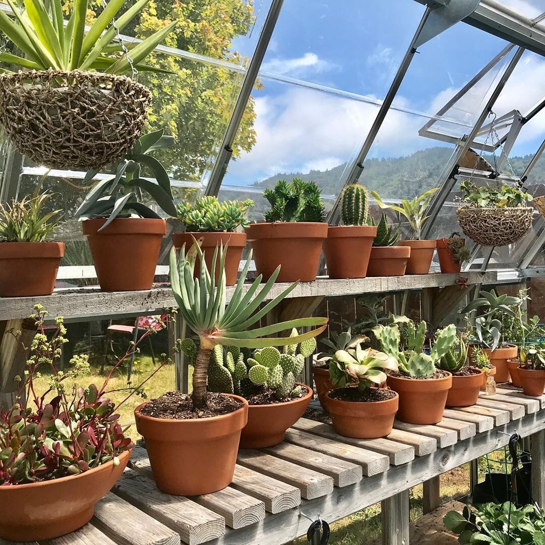 Palram - Canopia | Americana 12' x 12' Greenhouse - Image 6